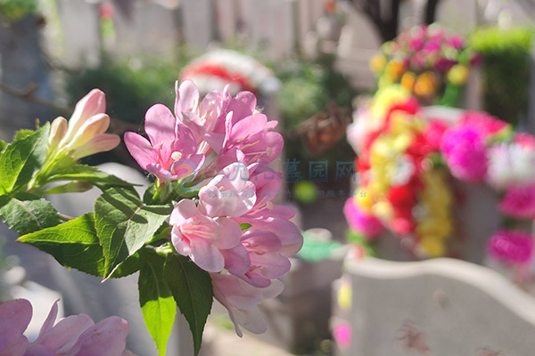 沈阳便宜墓地攻略:万元左右优质墓园选择指南 沈阳便宜墓地攻略:万元左右优质墓园选择指南